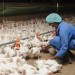 Коронавирус способствовал развитию птицеводства в ОАЭ