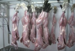 Технология переработки мяса кролика