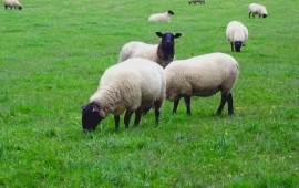 Американский производитель электроэнергии нанял на работу овец