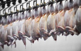 Технологии переработки мяса птицы