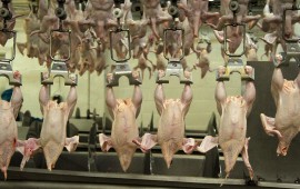 Технология переработки мяса утки