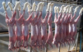 Технология переработки мяса кролика