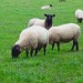 Американский производитель электроэнергии нанял на работу овец